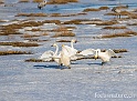 Cygne chanteur 9131